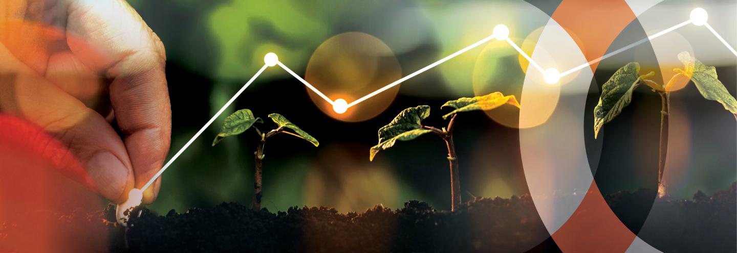 Seedlings